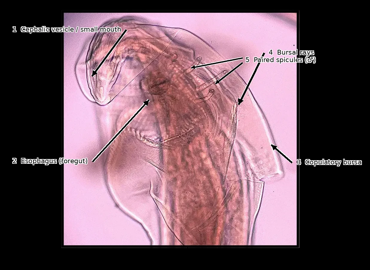 Expert annotated nematode image