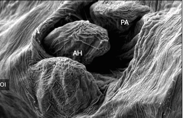 SEM image of attachment structures